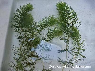 What Is The Aquatic Plant Soft Hornwort