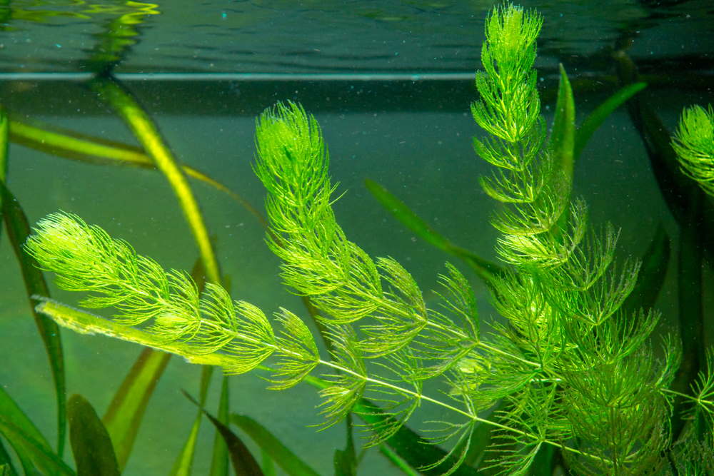 What Is The Aquatic Plant Soft Hornwort