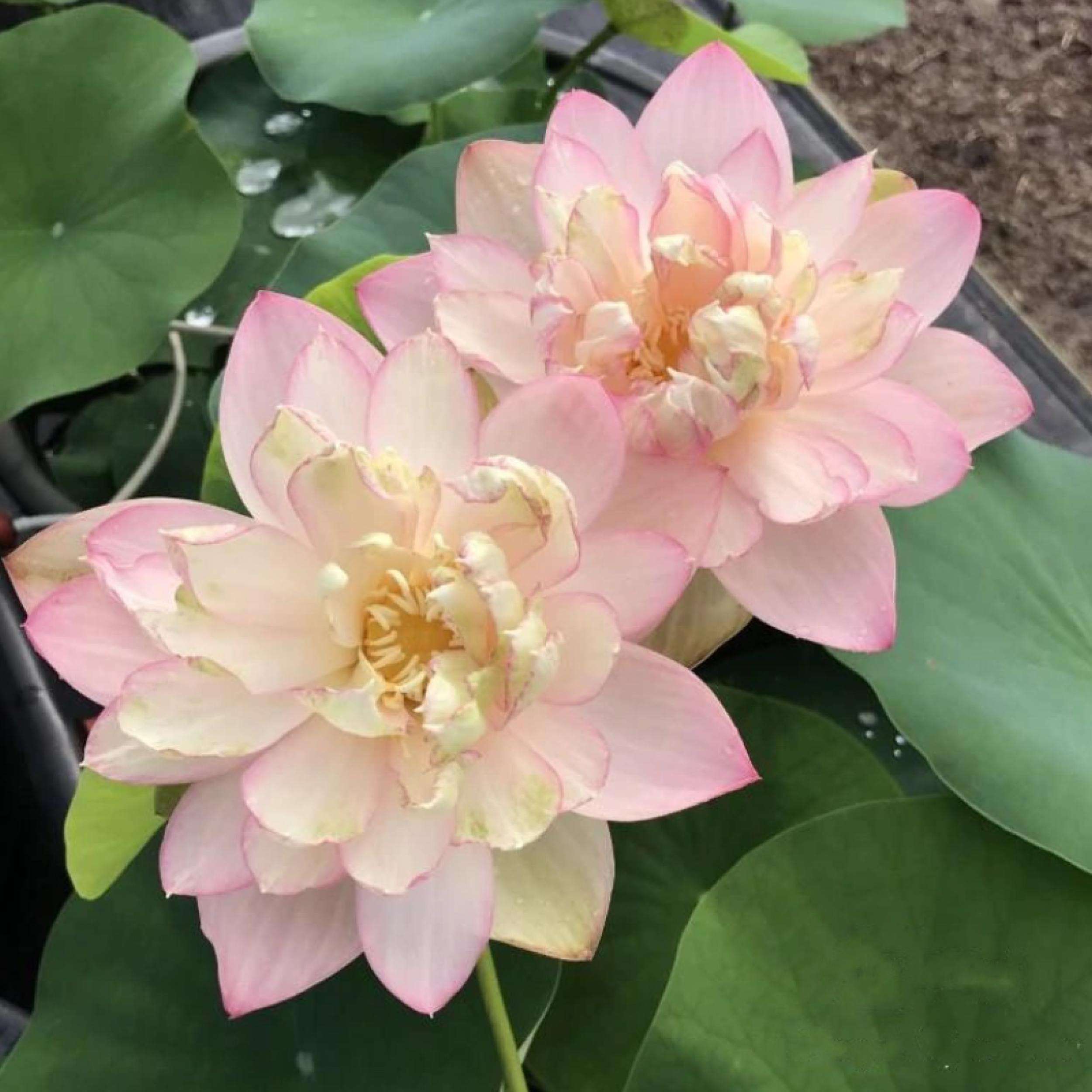 What Is The Aquatic Plant Star Lotus