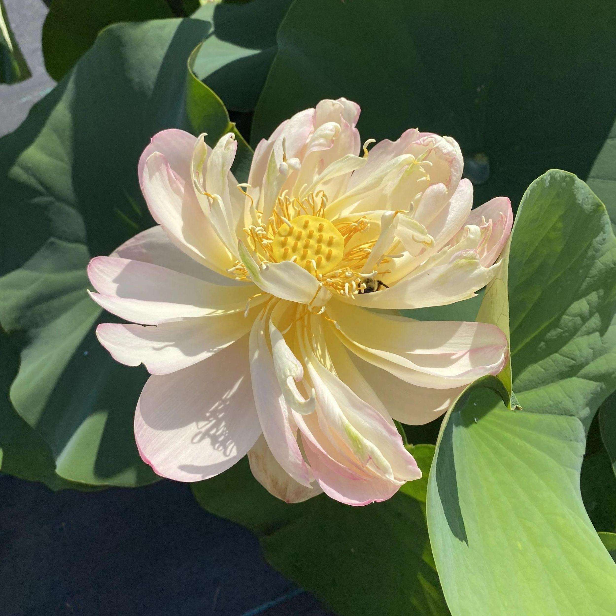 What Is The Aquatic Plant Star Lotus