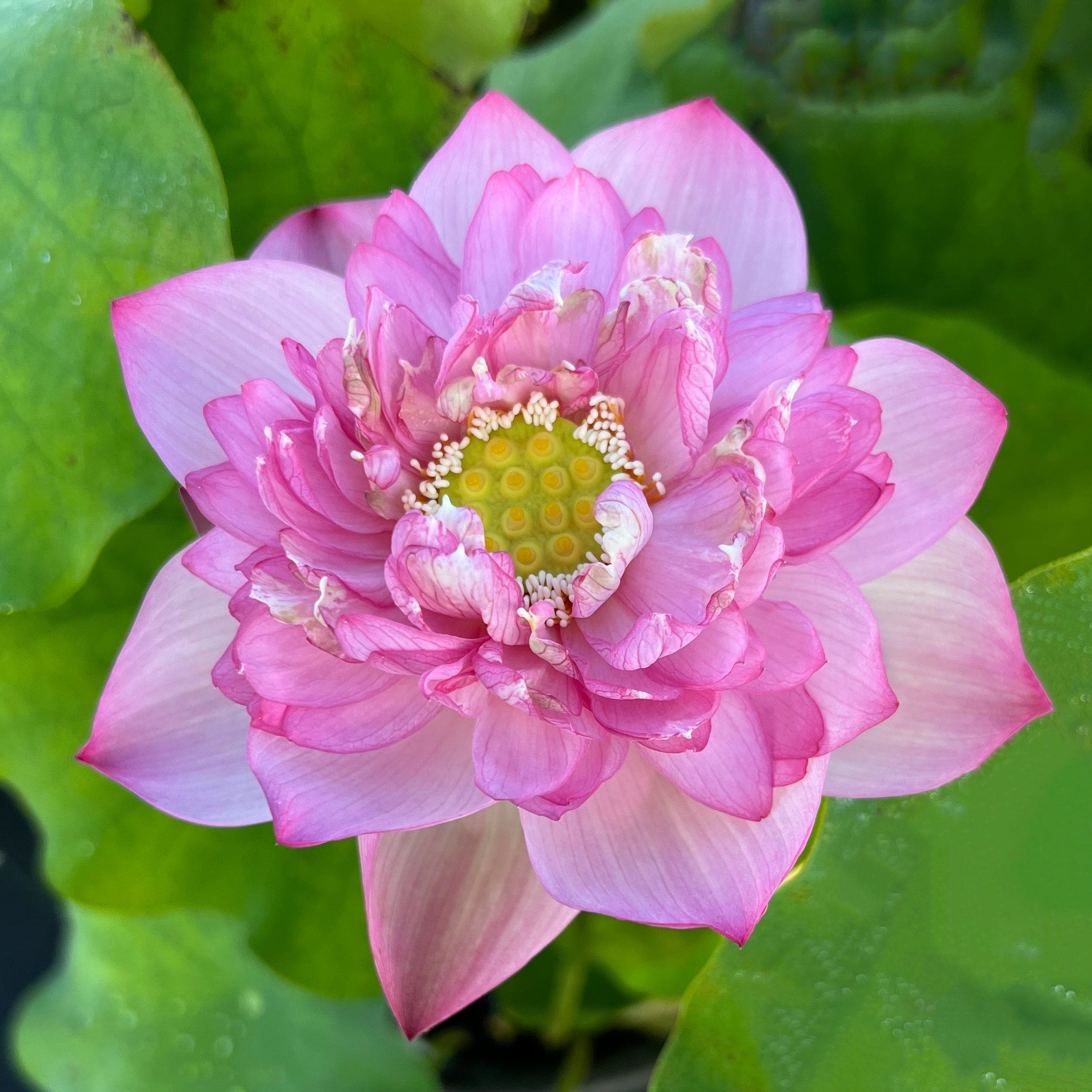 What Is The Aquatic Plant Star Lotus