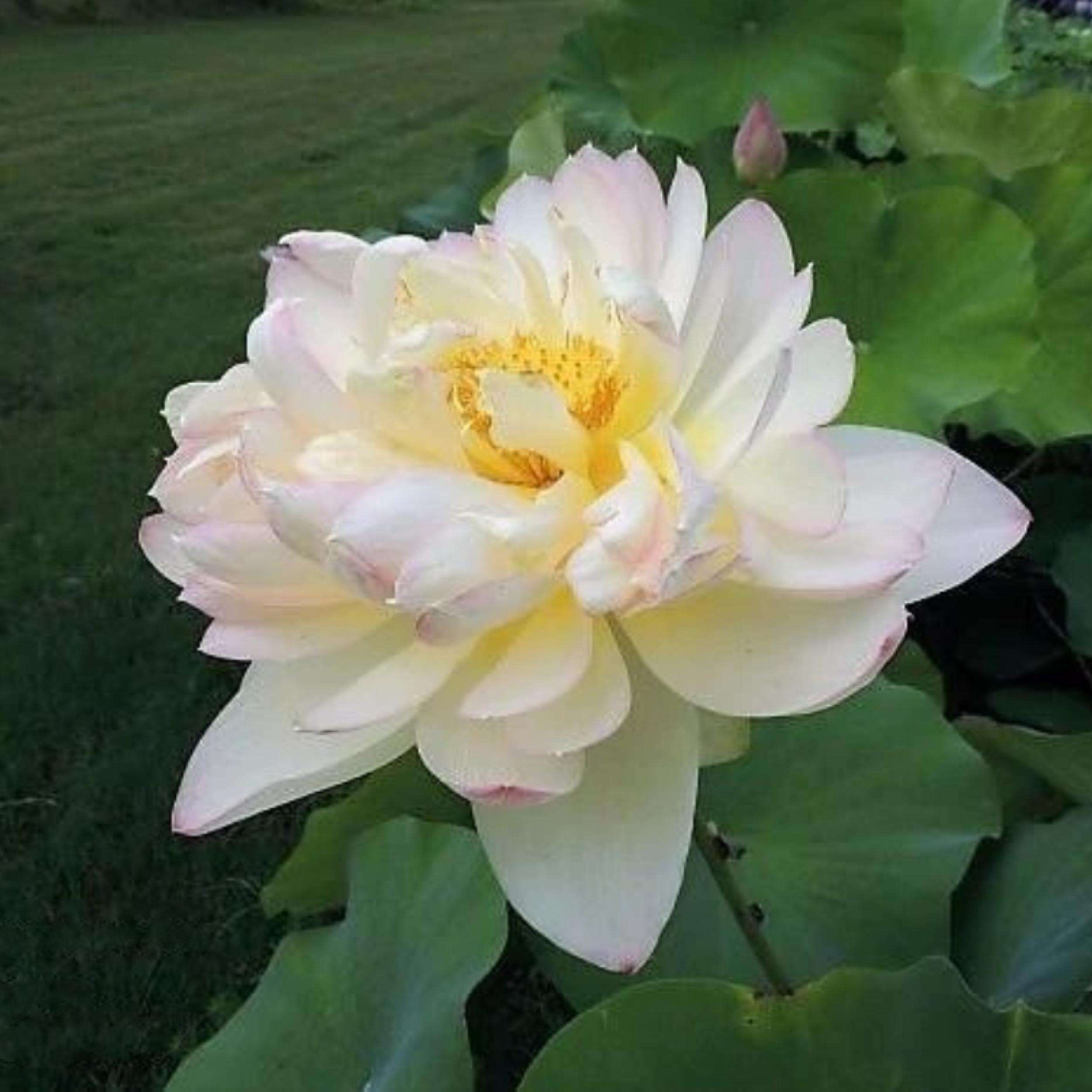 What Is The Aquatic Plant Star Lotus