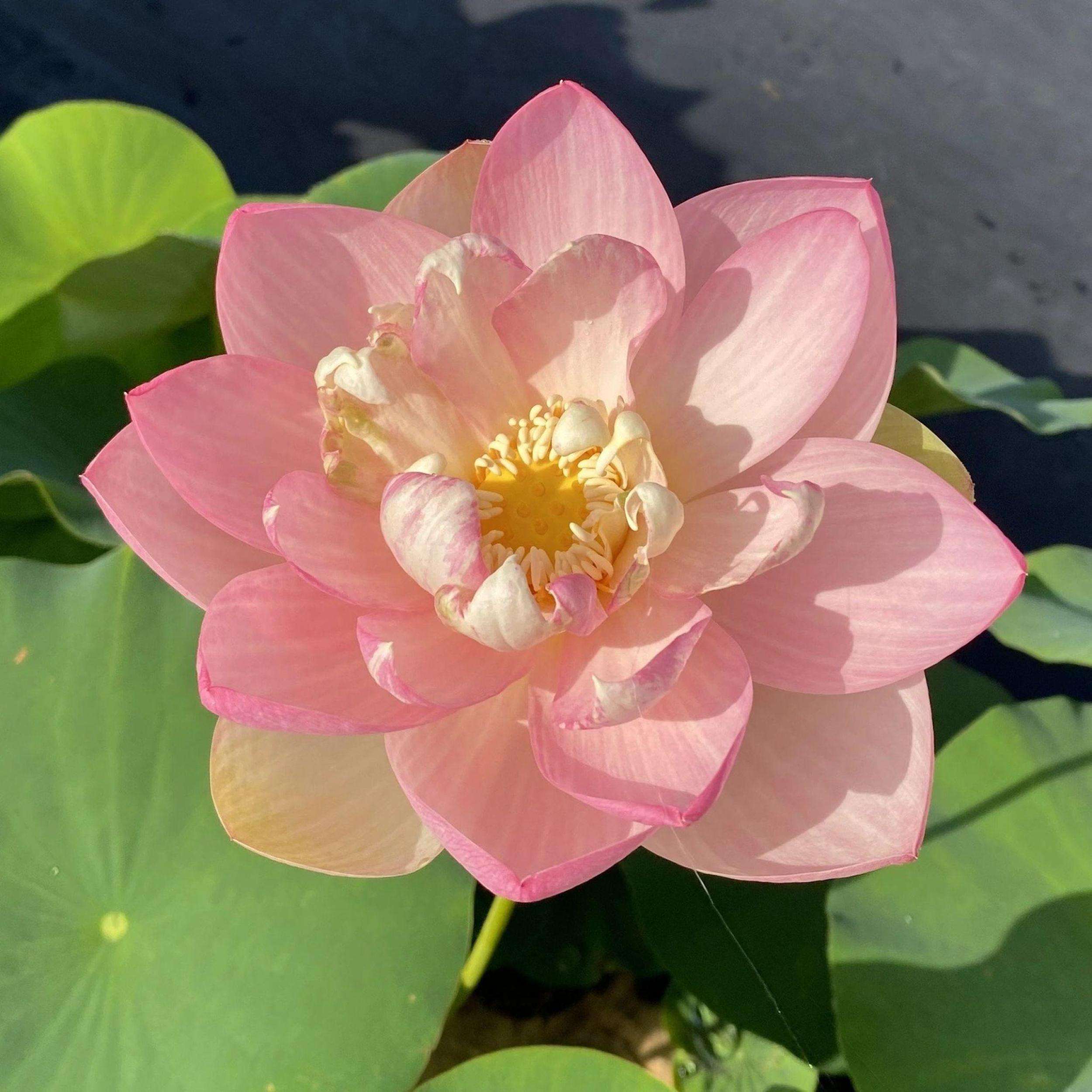 What Is The Aquatic Plant Star Lotus