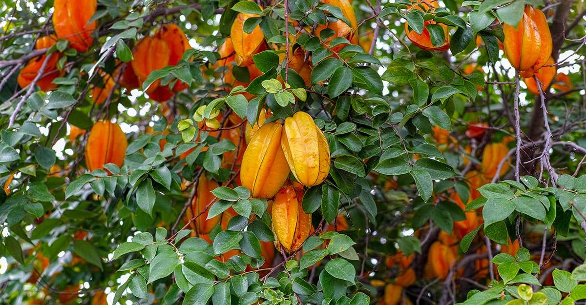 What Is The Aquatic Plant Starfruit