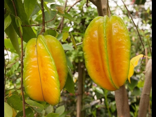 What Is The Aquatic Plant Starfruit