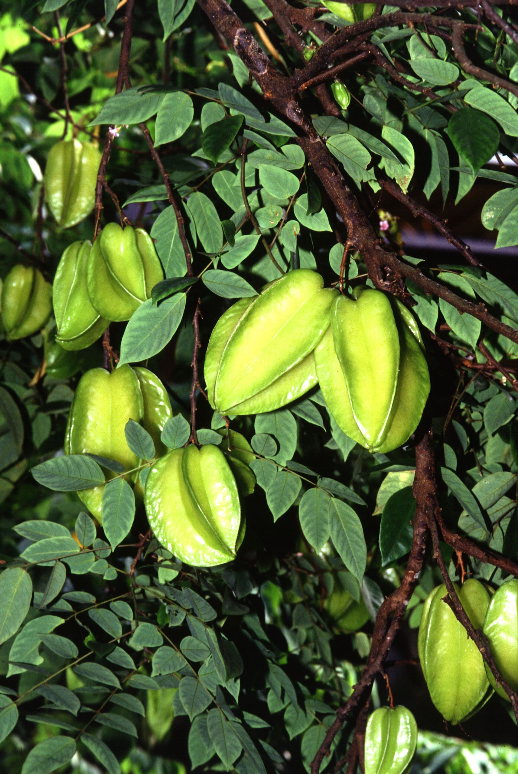 What Is The Aquatic Plant Starfruit