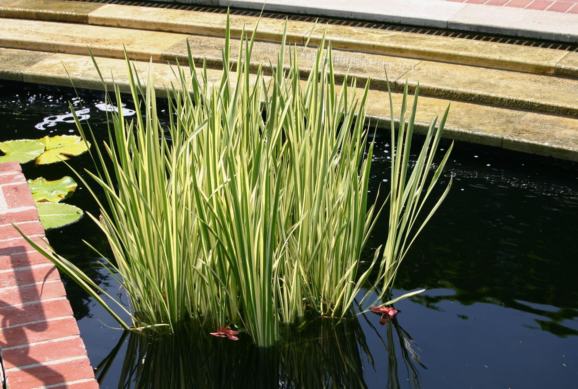 What Is The Aquatic Plant Sweet Flag