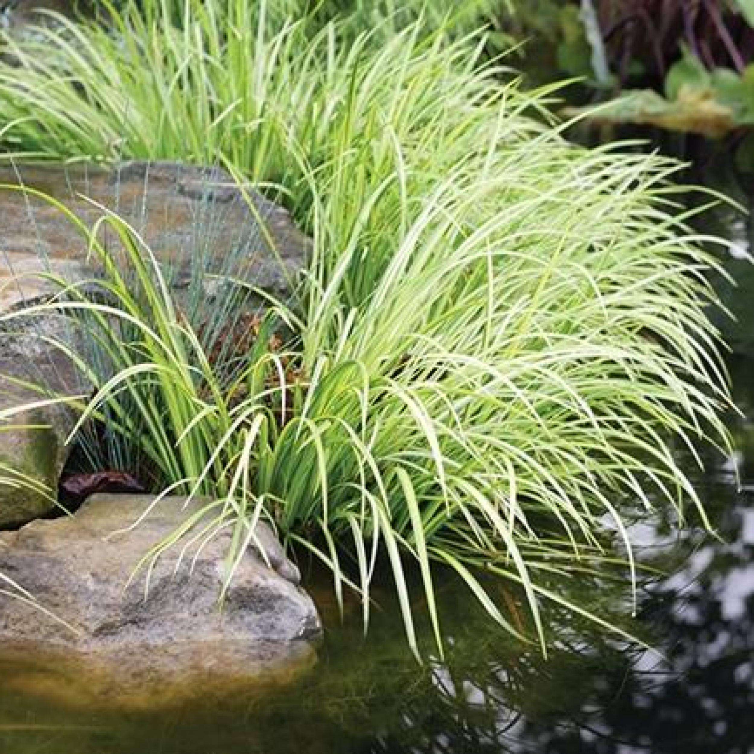 What Is The Aquatic Plant Sweet Flag