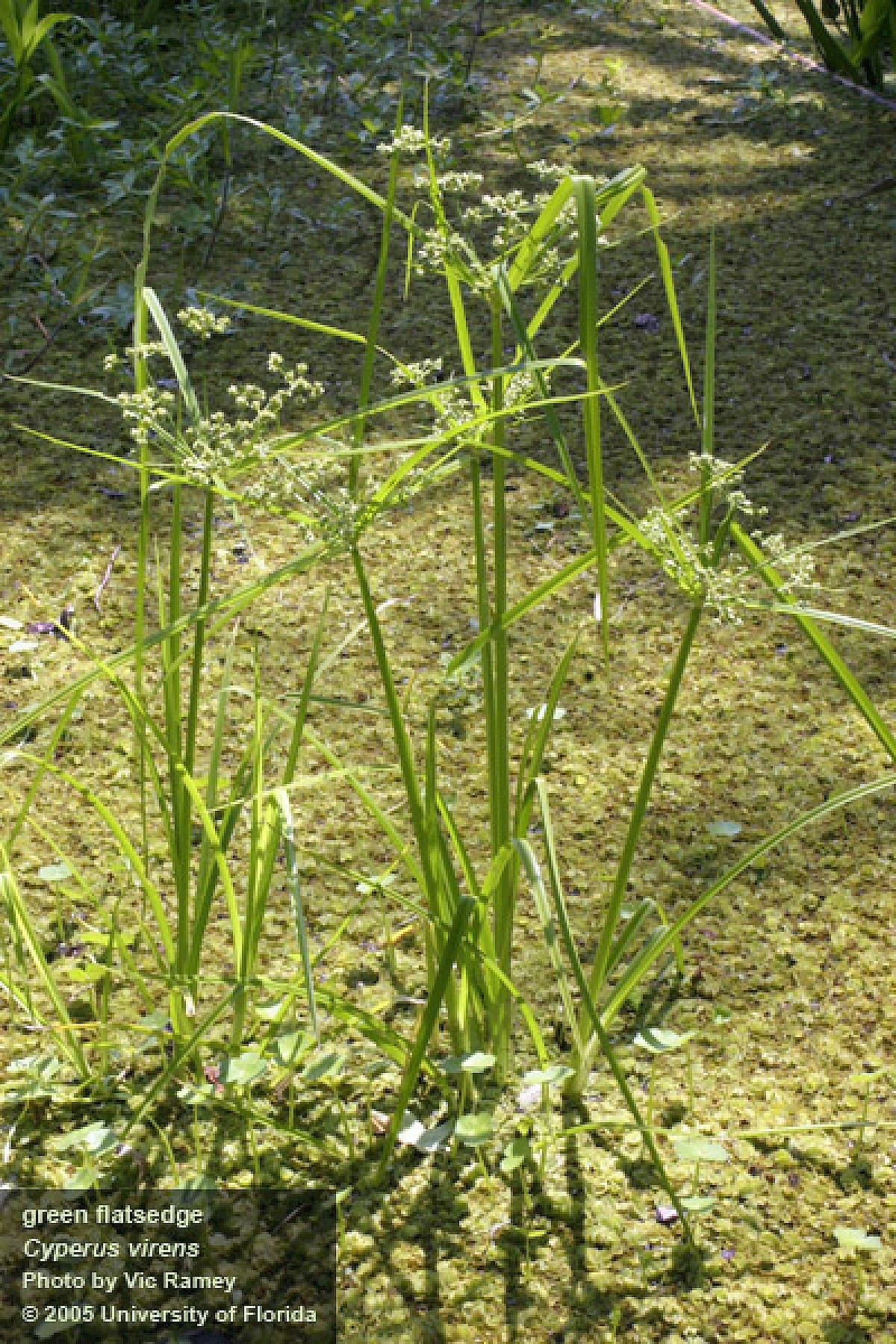 What Is The Aquatic Plant Tall Flatsedge