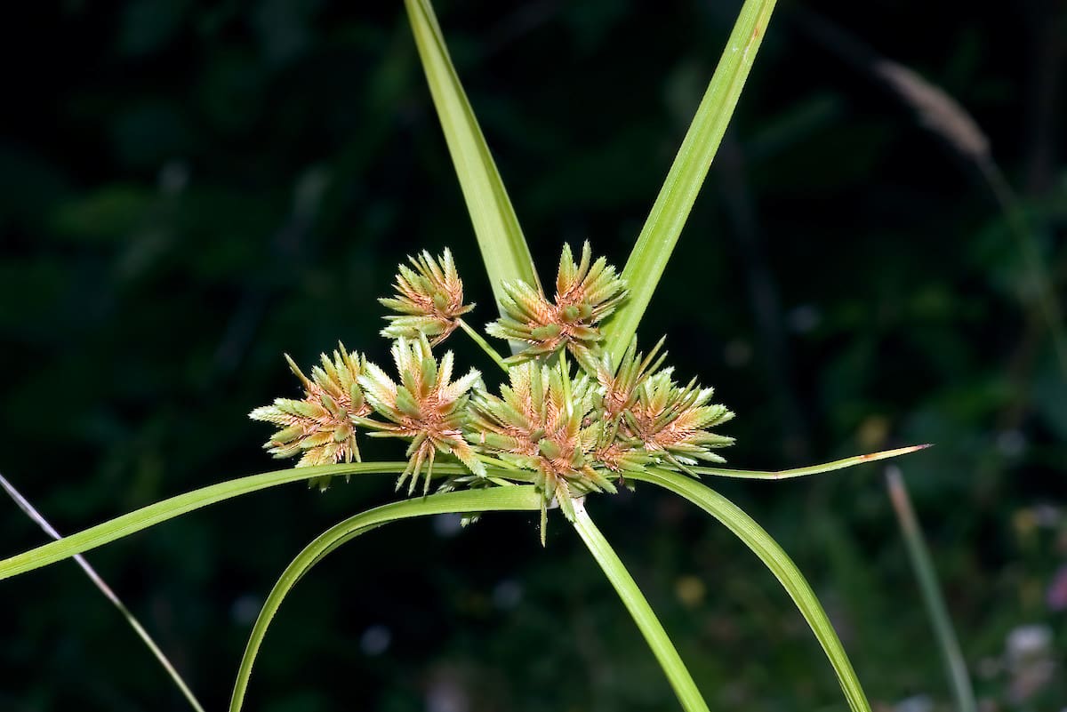 What Is The Aquatic Plant Tall Flatsedge