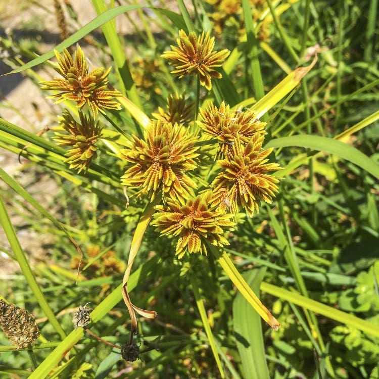 What Is The Aquatic Plant Tall Flatsedge