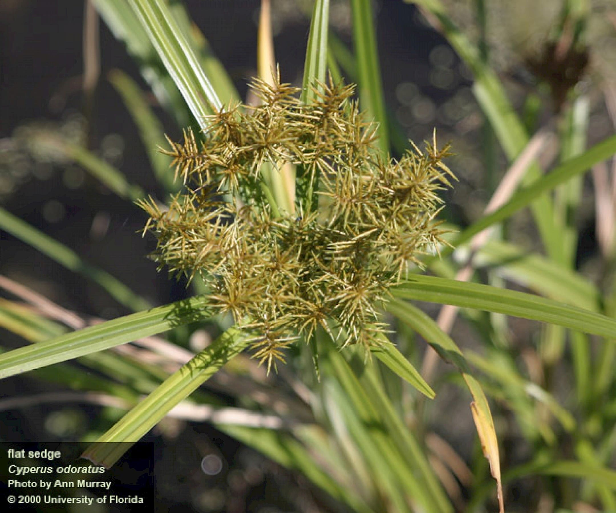 What Is The Aquatic Plant Tall Flatsedge