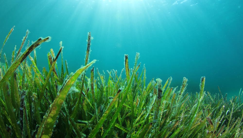 What Is The Aquatic Plant Tape Grass