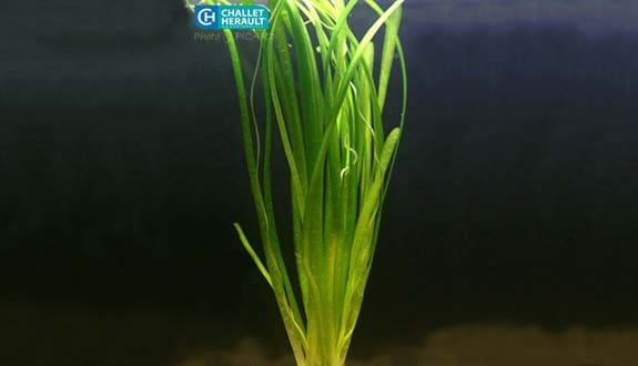 What Is The Aquatic Plant Tape Grass