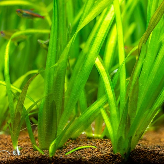 What Is The Aquatic Plant Tape Grass