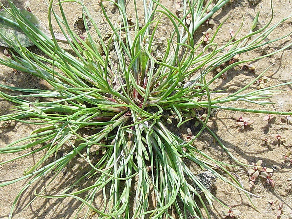 What Is The Aquatic Plant Toad Rush