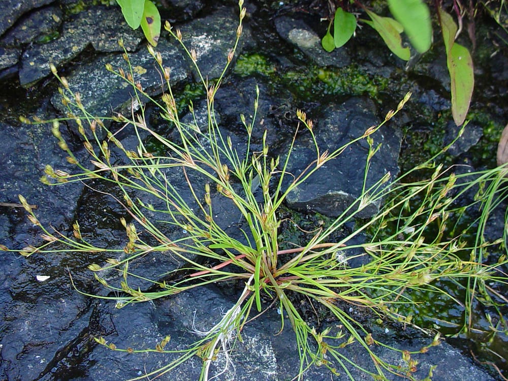 What Is The Aquatic Plant Toad Rush