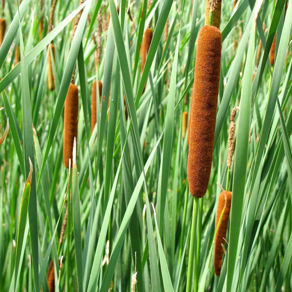 What Is The Aquatic Plant Typha Caspica