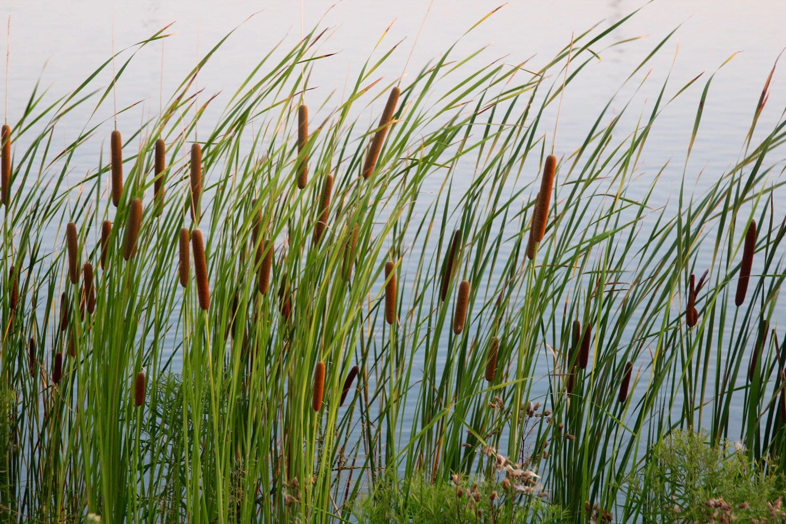 What Is The Aquatic Plant Typha Caspica