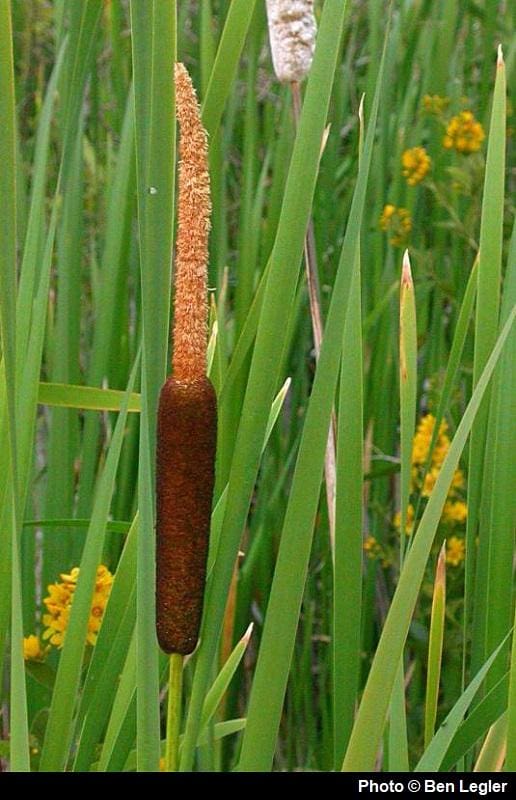 What Is The Aquatic Plant Typha Caspica