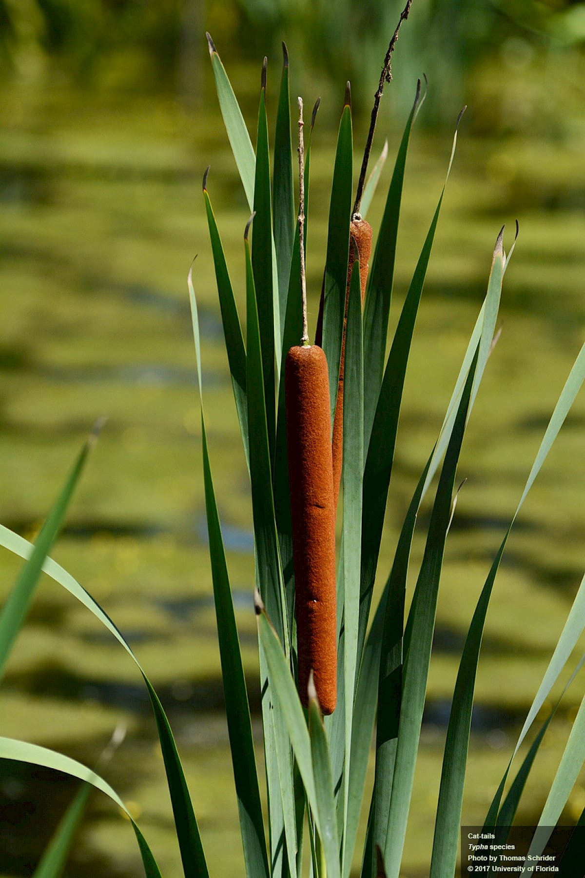 What Is The Aquatic Plant Typha Caspica