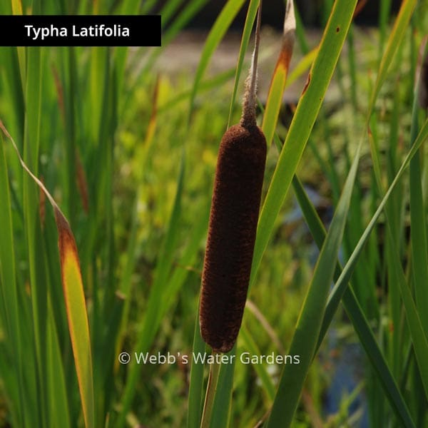 What Is The Aquatic Plant Typha Changbaiensis