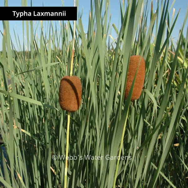 What Is The Aquatic Plant Typha Changbaiensis