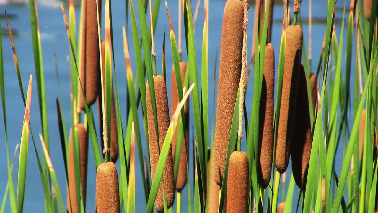 What Is The Aquatic Plant Typha Tichomirovii