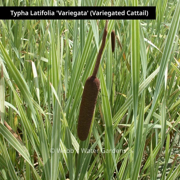 What Is The Aquatic Plant Typha Tichomirovii