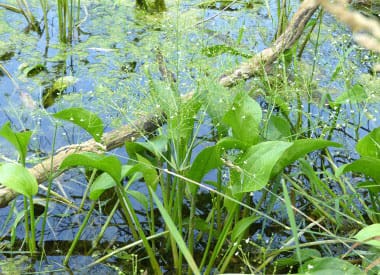 What Is The Aquatic Plant Wahlenbergs Water Plantain