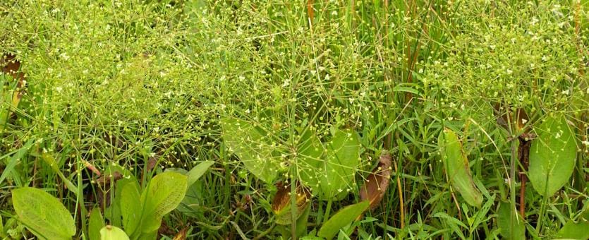 What Is The Aquatic Plant Wahlenbergs Water Plantain