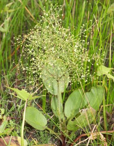 What Is The Aquatic Plant Wahlenberg’s Water Plantain