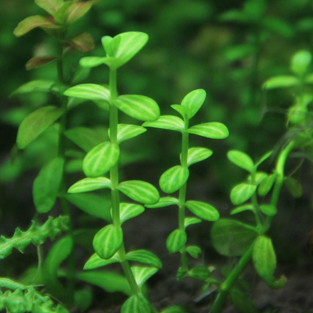 What Is The Aquatic Plant Water Hyssop