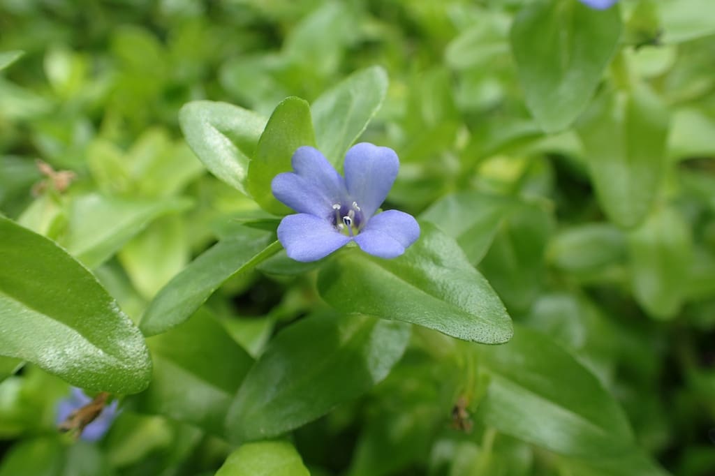 What Is The Aquatic Plant Water Hyssop