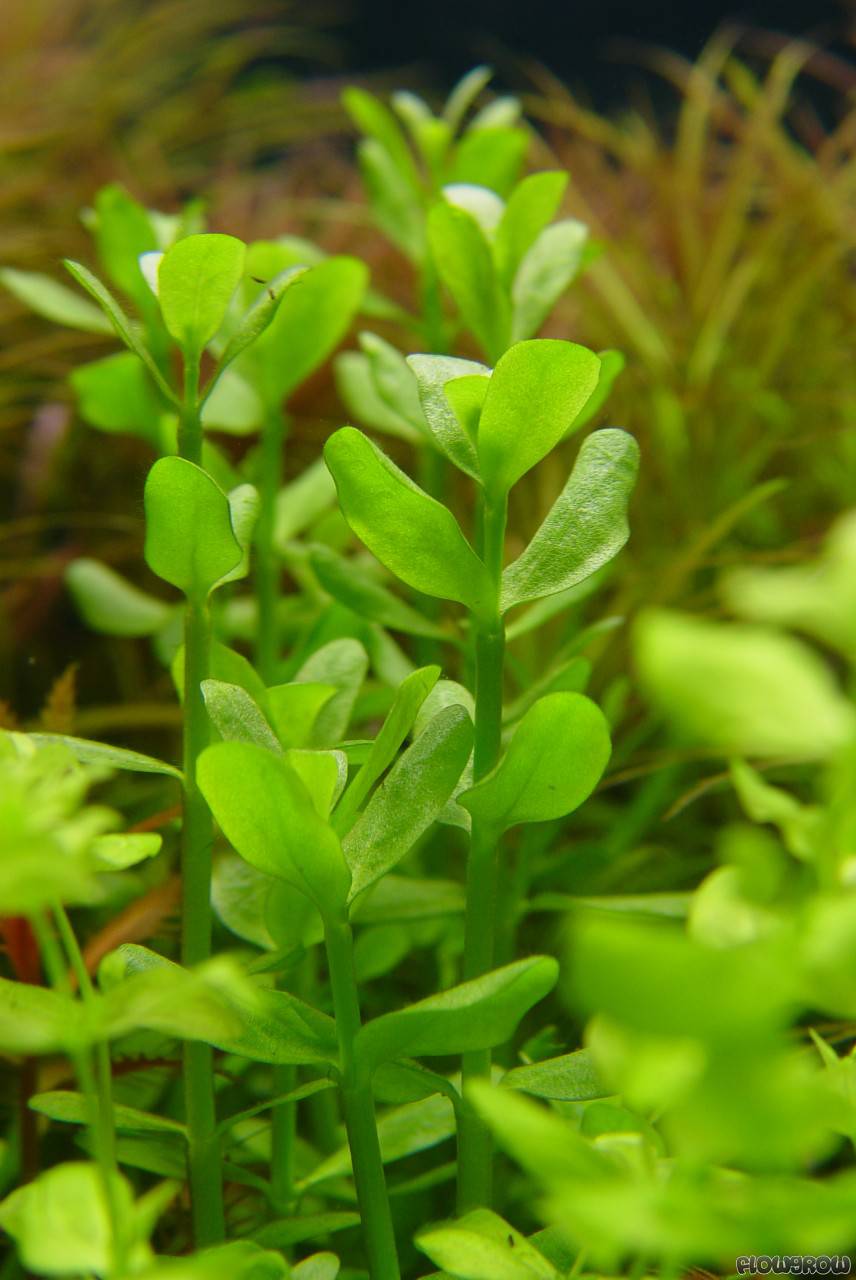 What Is The Aquatic Plant Water Hyssop