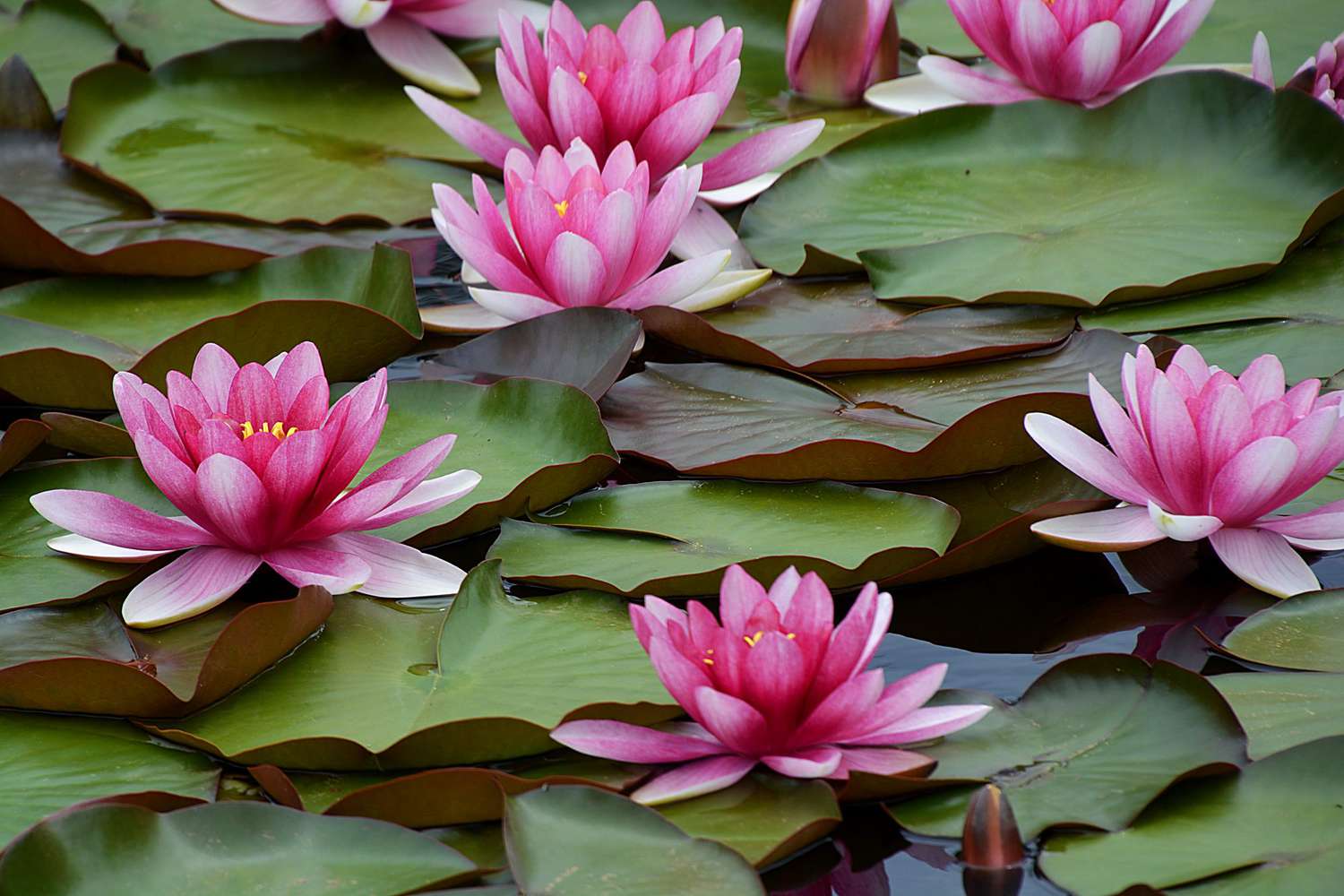 What Is The Aquatic Plant Water Lily