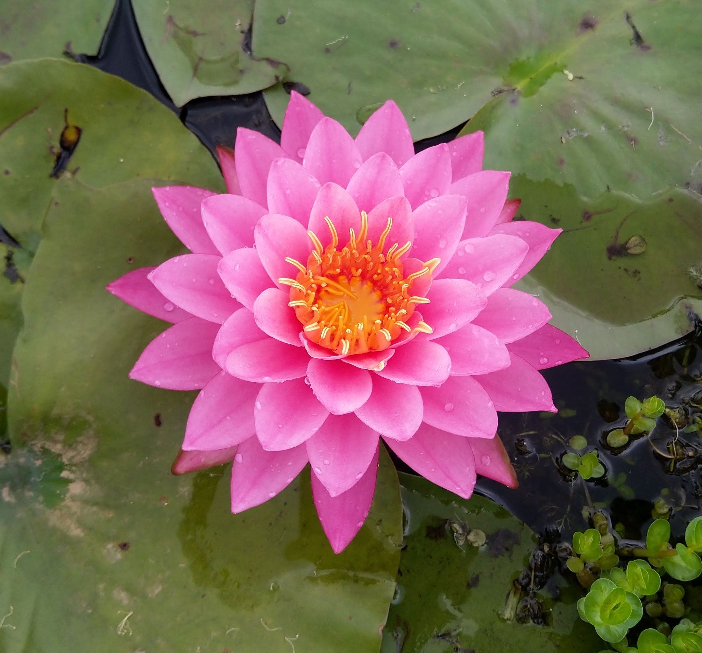 What Is The Aquatic Plant Water Lily