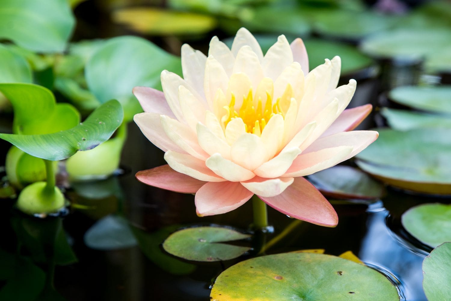 What Is The Aquatic Plant Water Lily