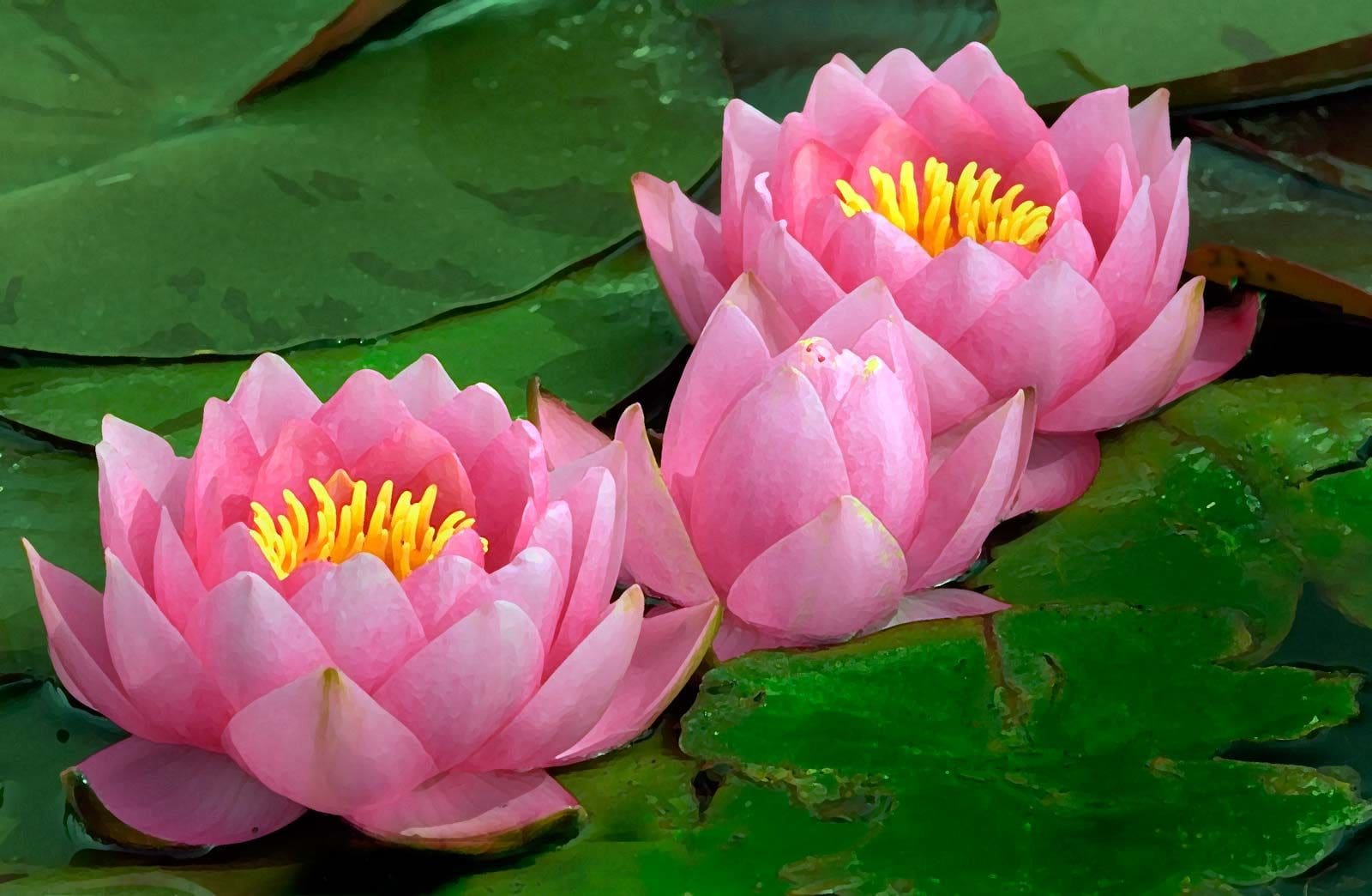 What Is The Aquatic Plant Water Lily