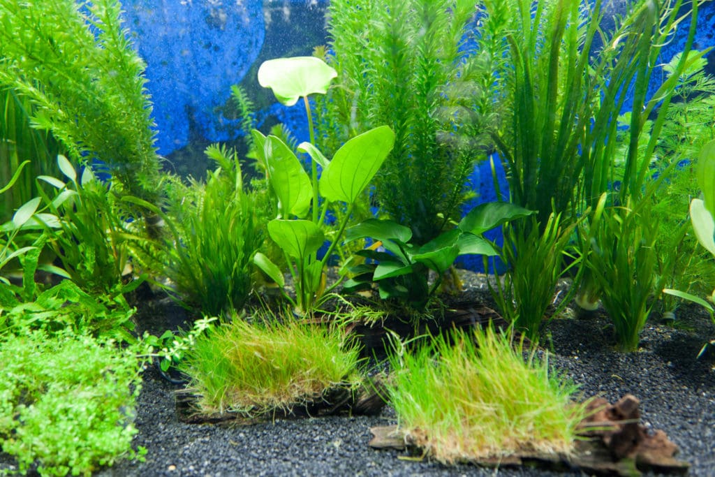 What Is The Aquatic Plant Water Plant