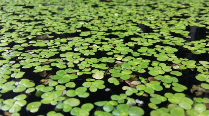 What Is The Aquatic Plant Water Plant