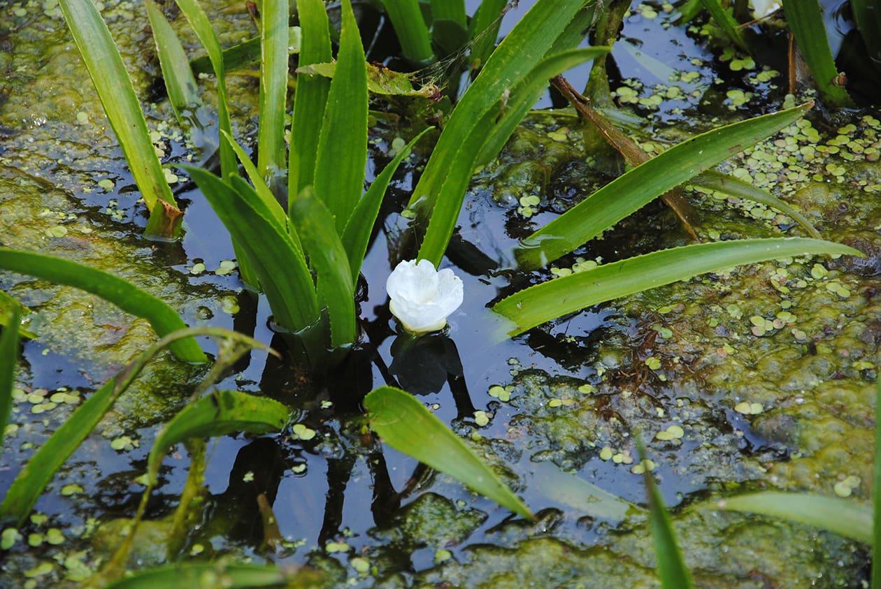 What Is The Aquatic Plant Water Soldier