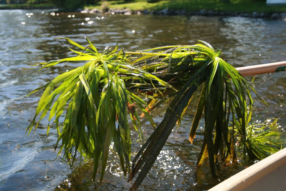 What Is The Aquatic Plant Water Soldier