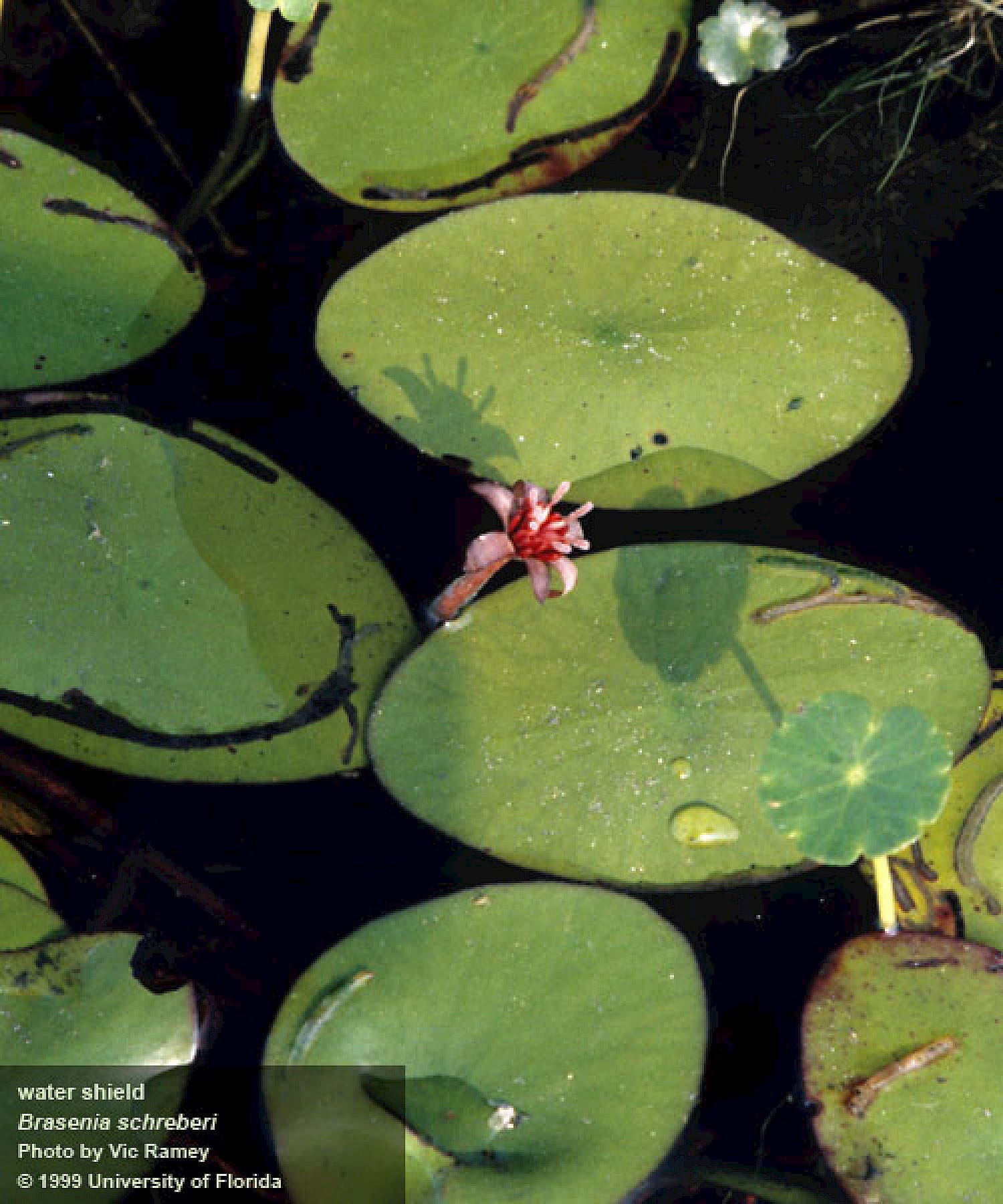 What Is The Aquatic Plant Watershield