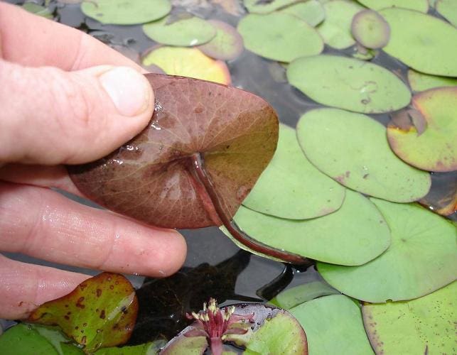 What Is The Aquatic Plant Watershield