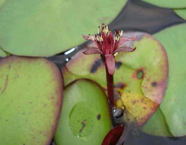 What Is The Aquatic Plant Watershield