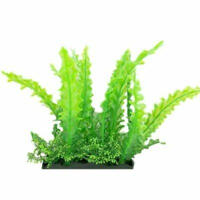 What Is The Aquatic Plant Wavy-edged Swordplant