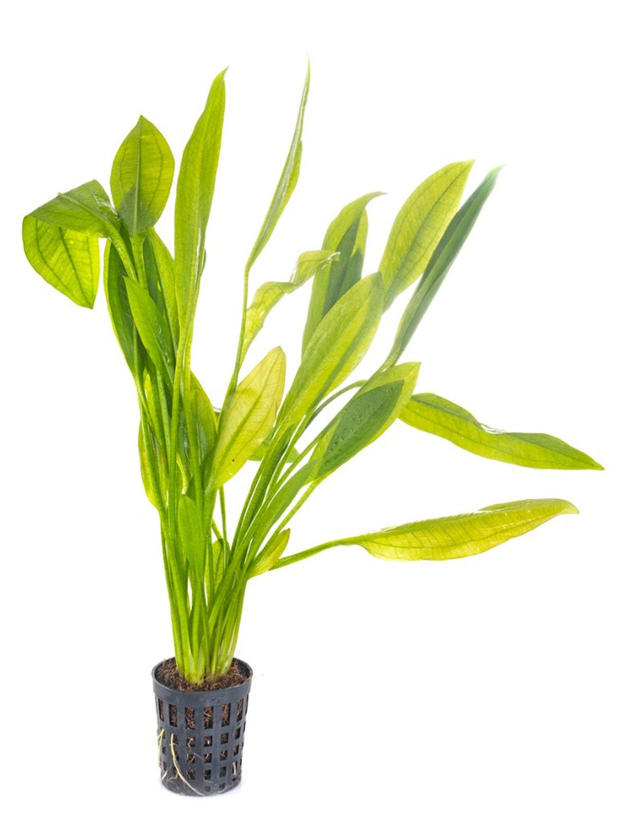 What Is The Aquatic Plant Wavy-edged Swordplant