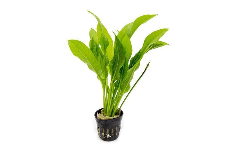 What Is The Aquatic Plant Wavy-edged Swordplant