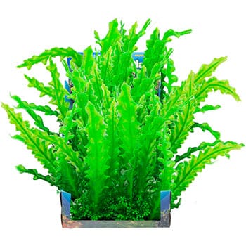 What Is The Aquatic Plant Wavy-edged Swordplant